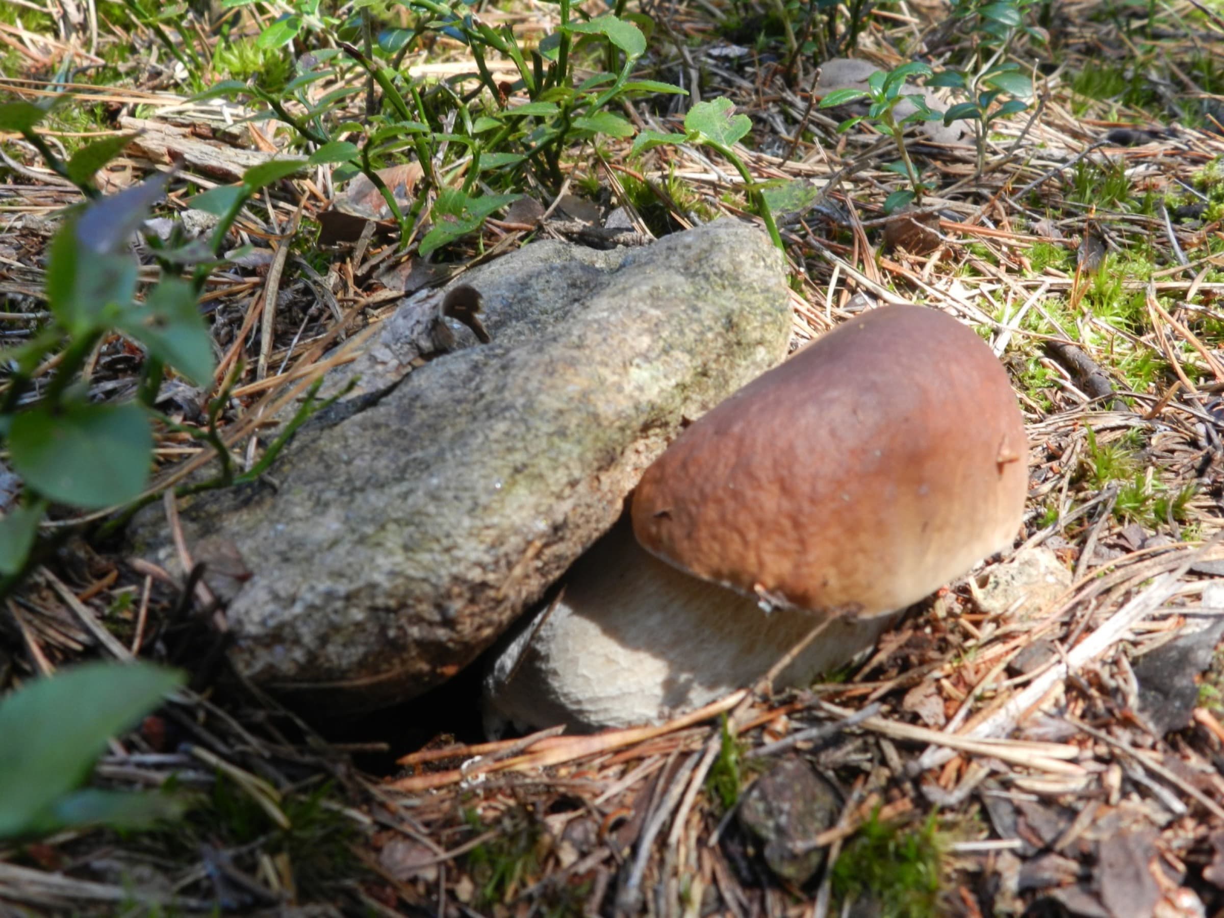 Wald & Pilzzeit