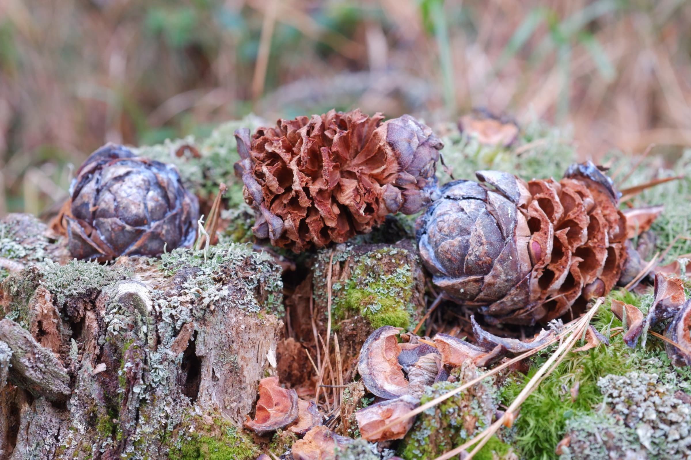 Waldboden im Herbst