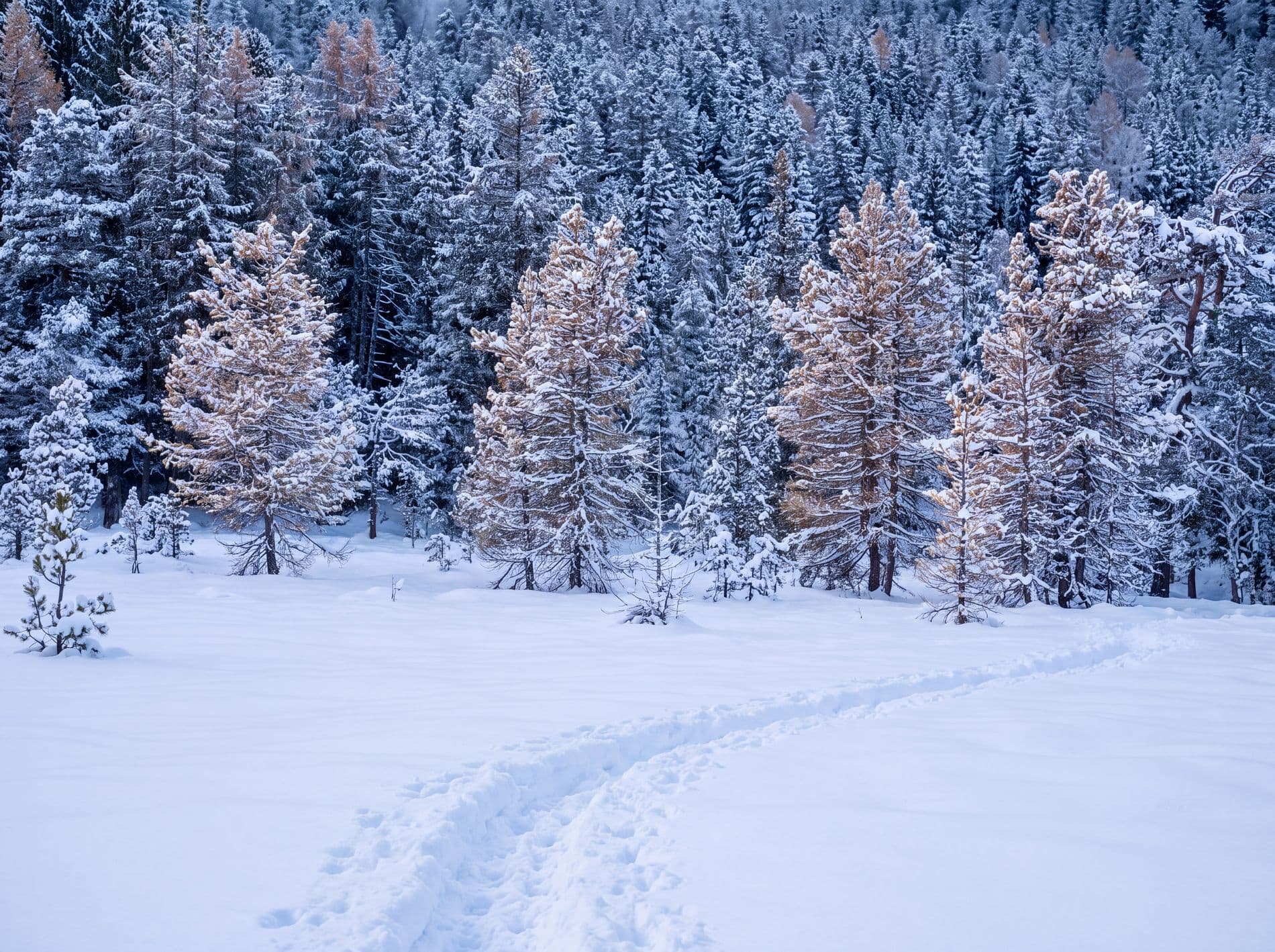 Winter- & Schneeschuhwandern