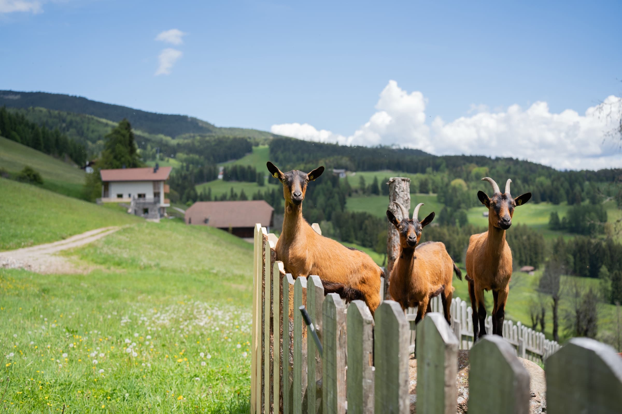 Tiere und Hofalltag