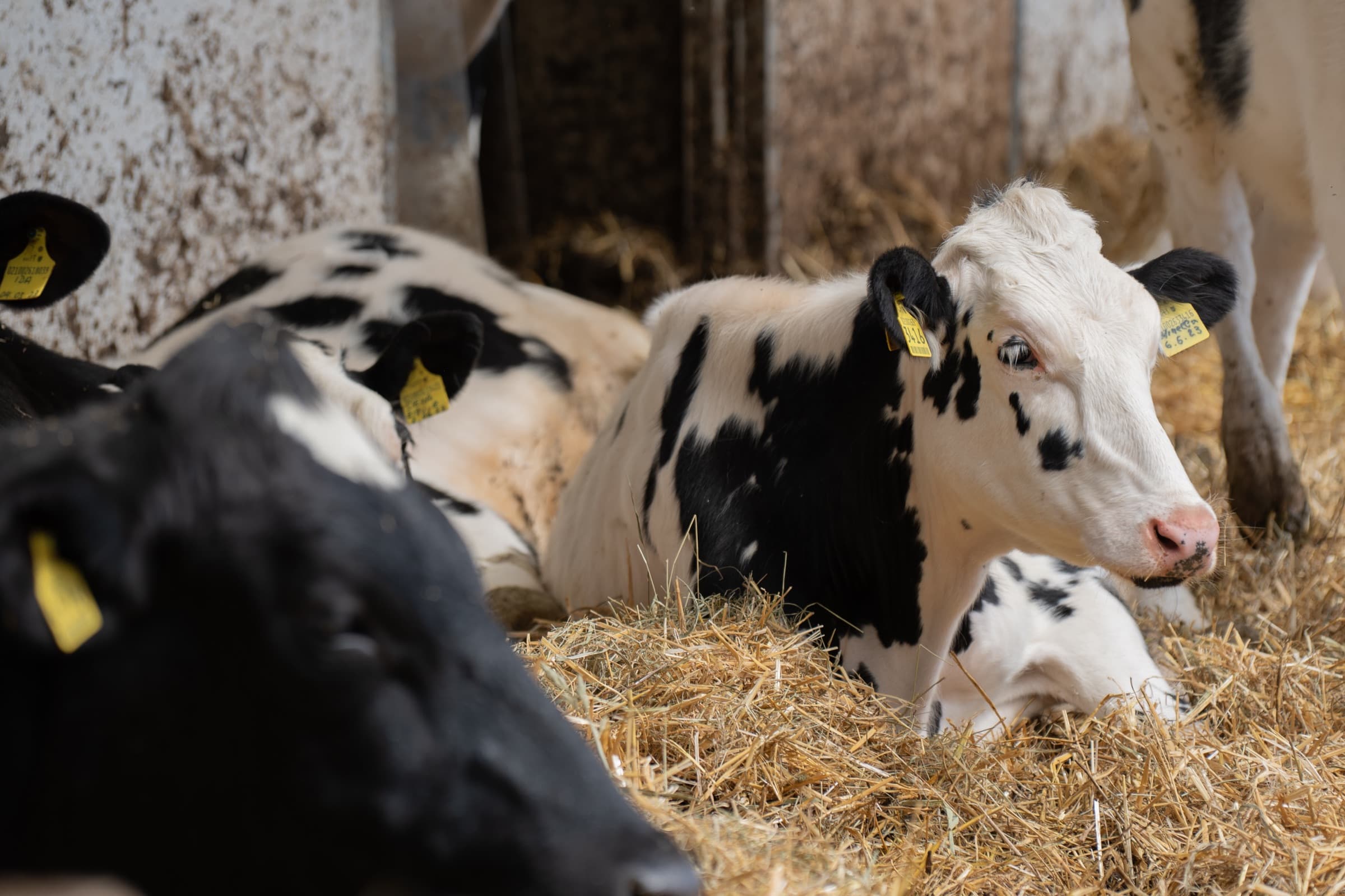 Tiere und Hofalltag