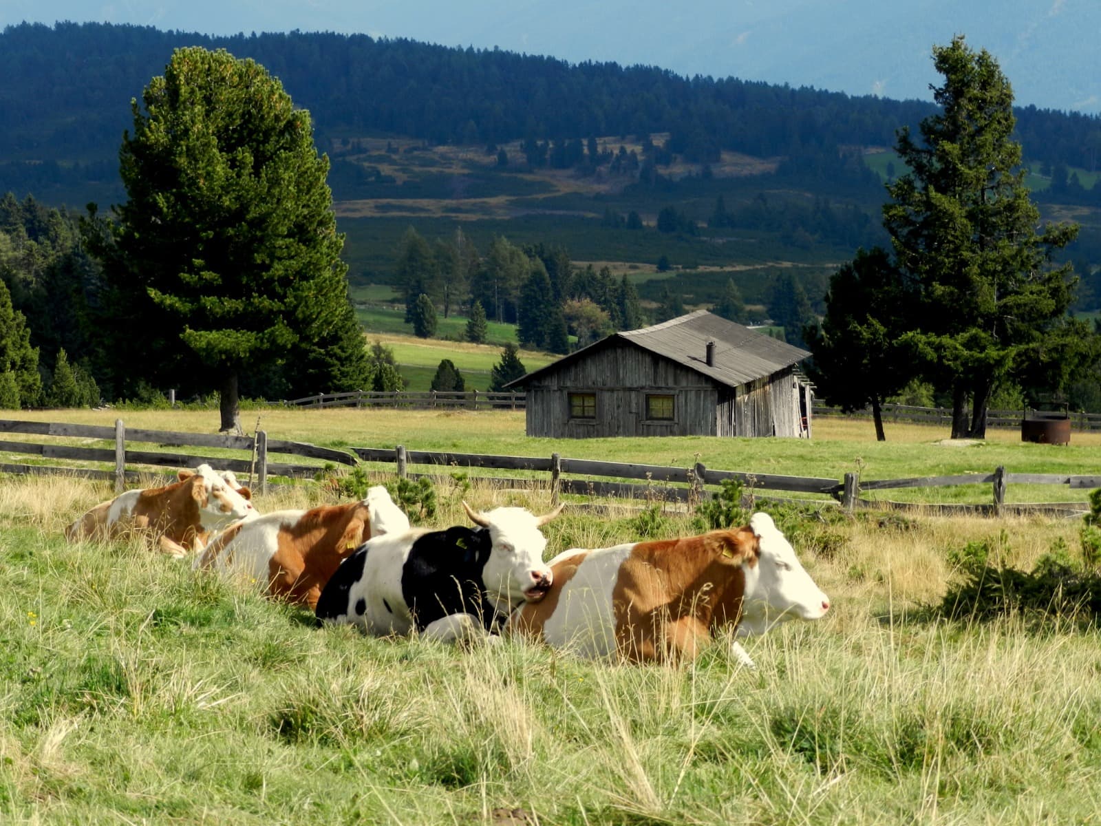 Tiere und Hofalltag