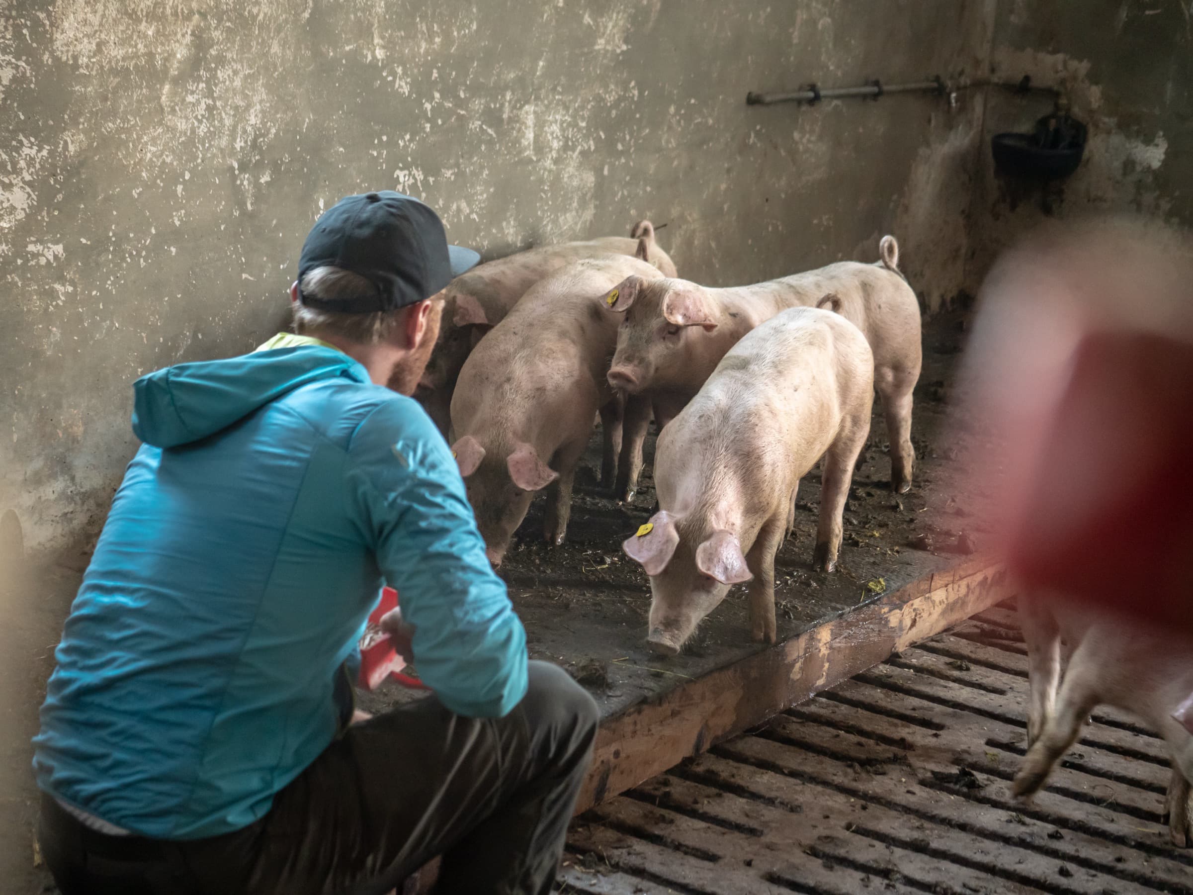 Tiere und Hofalltag