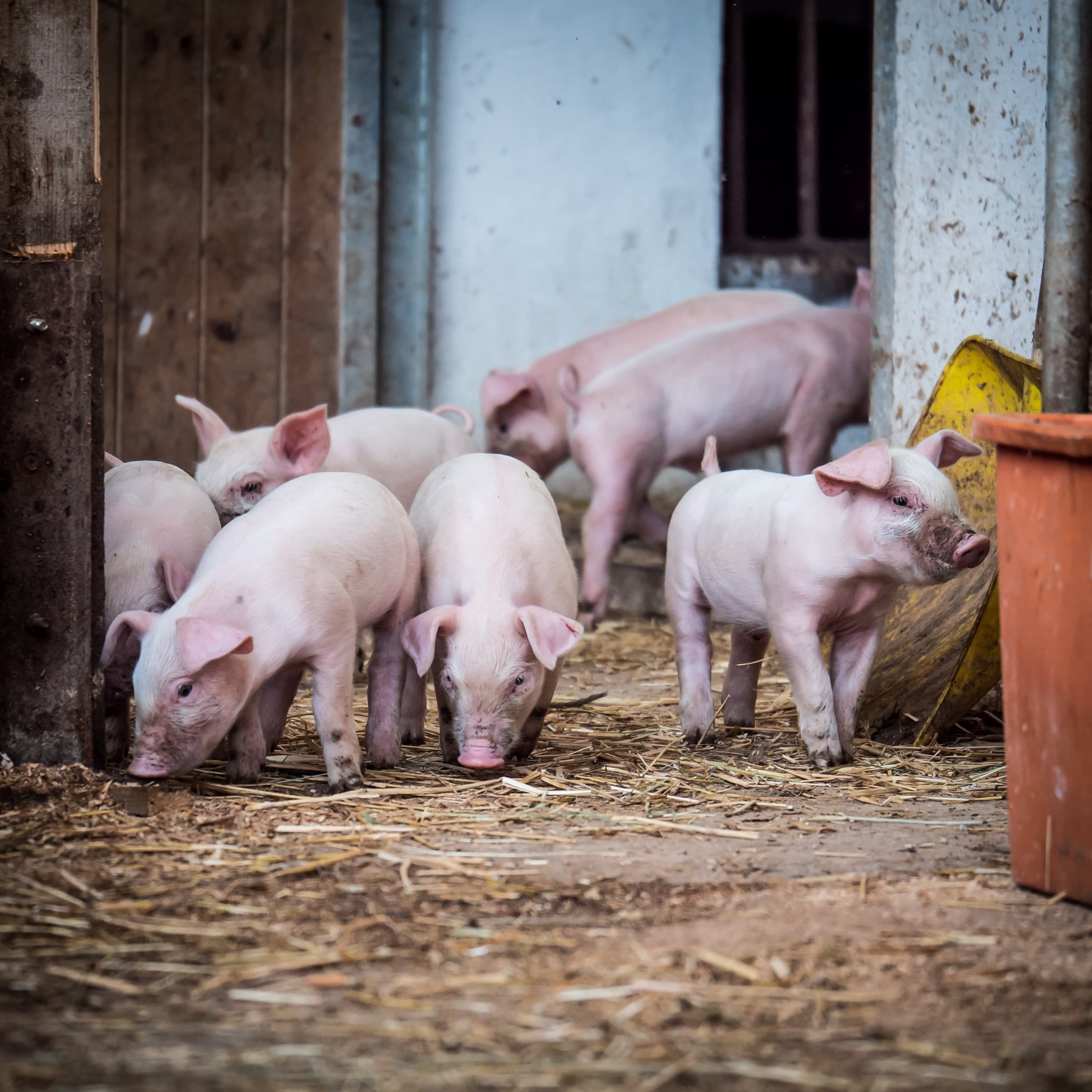 Tiere und Hofalltag