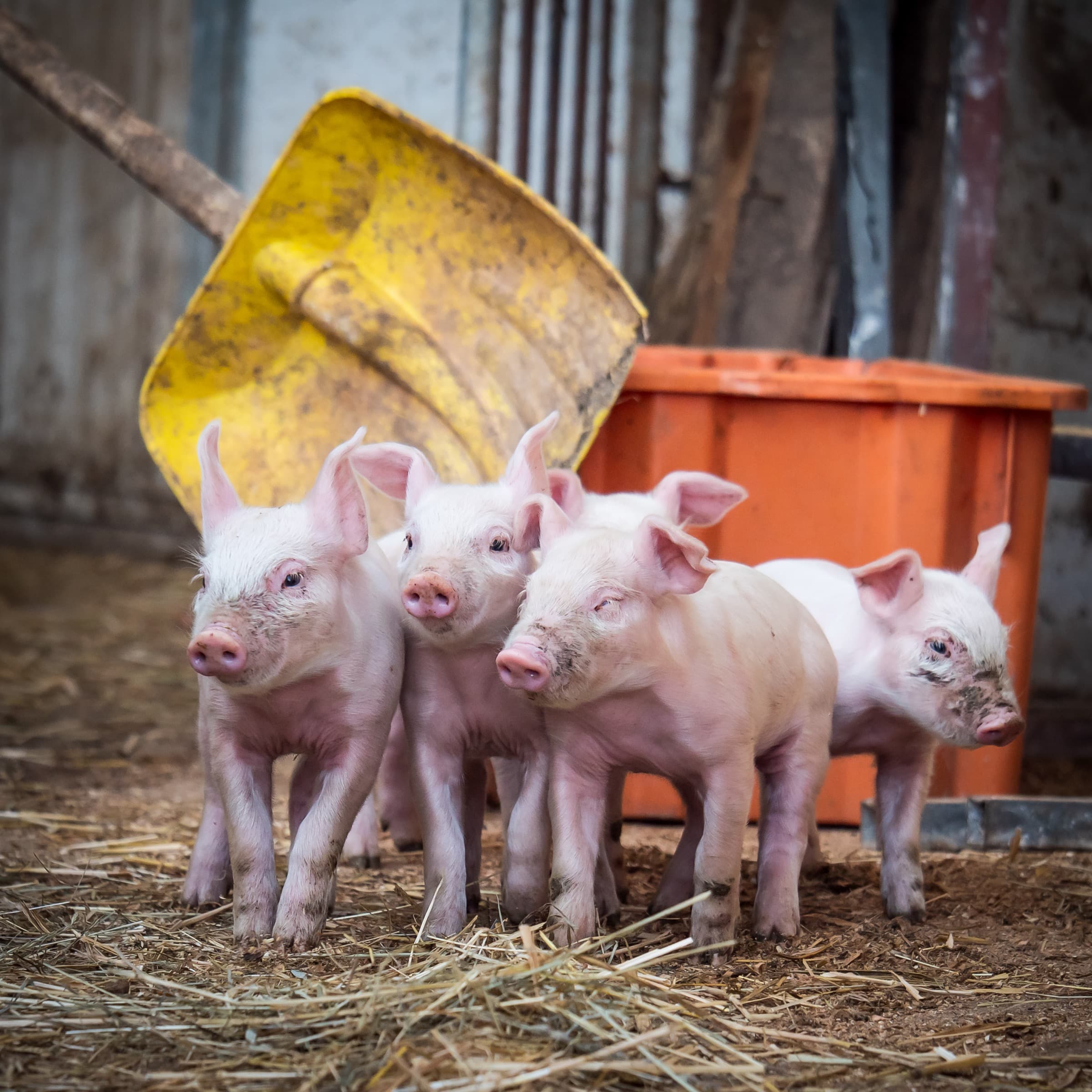 Tiere und Hofalltag