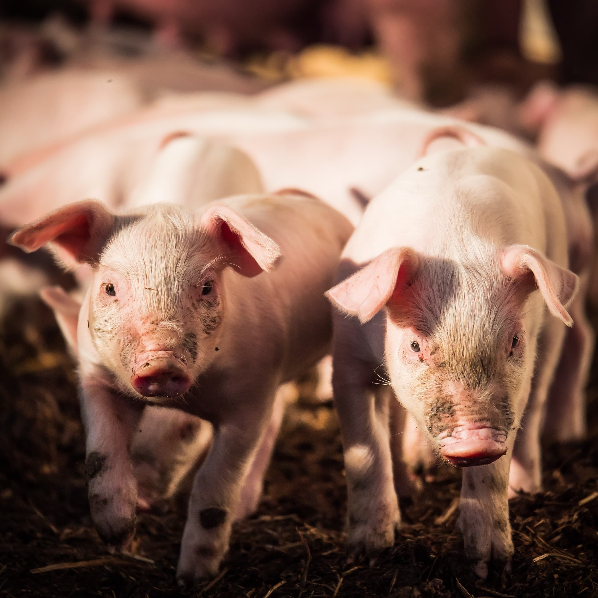 Tiere und Hofalltag