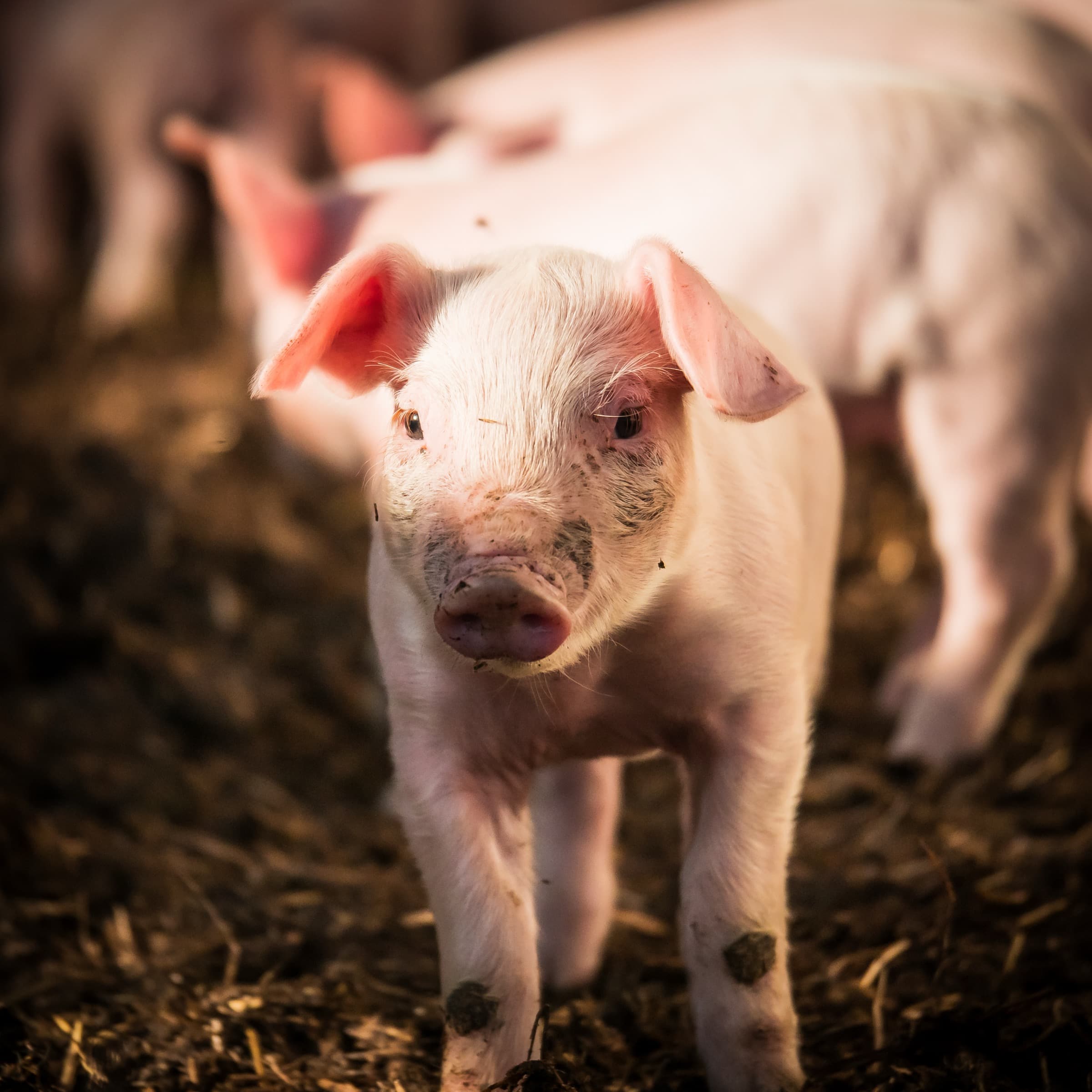 Tiere und Hofalltag