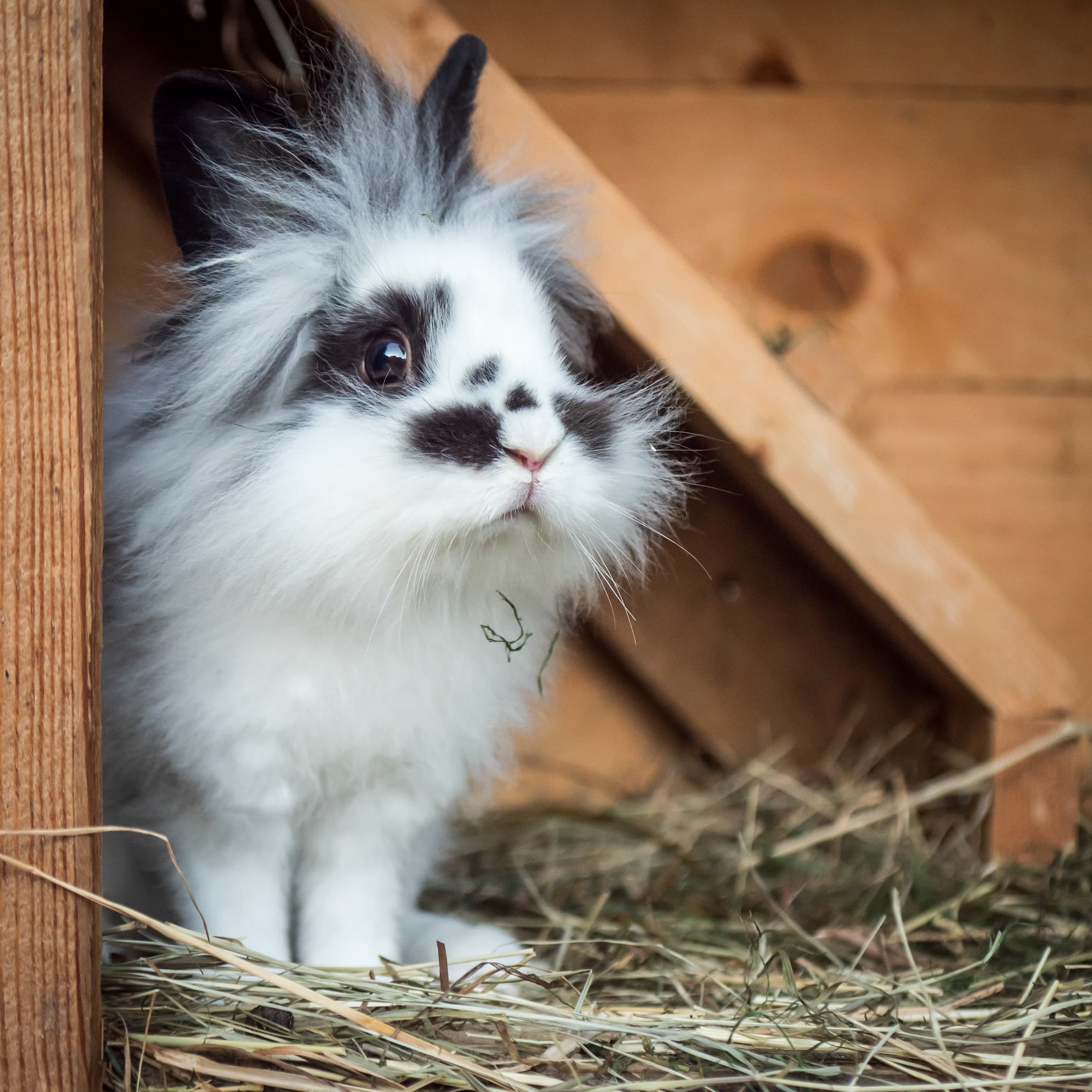 Tiere und Hofalltag