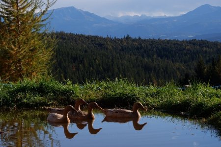 Ferie in mezzo nella natura al Wolfhof