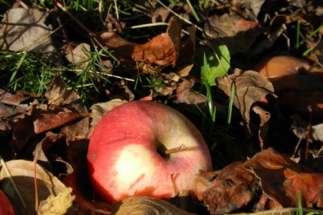 Frühstückskorb und Produktekorb