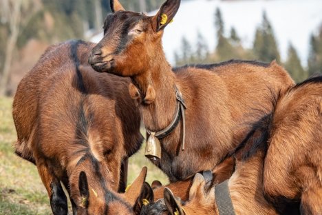 Kinder fasziniert das Leben am Bauernhof