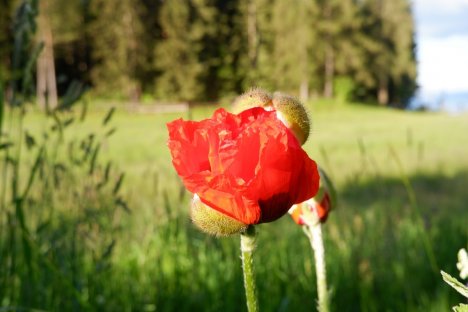 Bauerngarten, Blumen u Bienen