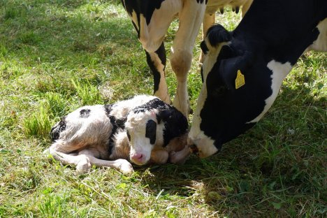 Erlebnisse u Angebote am  Bauernhof 